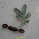 Acacia_baileyana_Leaf-fruit
