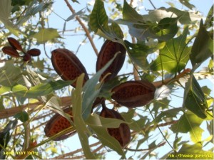 ברכיכיטון אוסטרלי * Brachychiton australis