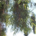 קורימביה לימונית * Corymbia citriodora