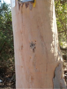 קורימביה לימונית * Corymbia citriodora