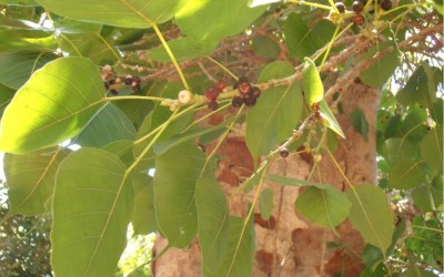 פיקוס קדוש * Ficus religiosa * עלים