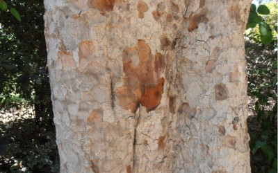 פיקוס קדוש * Ficus religiosa * גזע