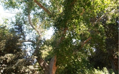 פיקוס קדוש * Ficus religiosa