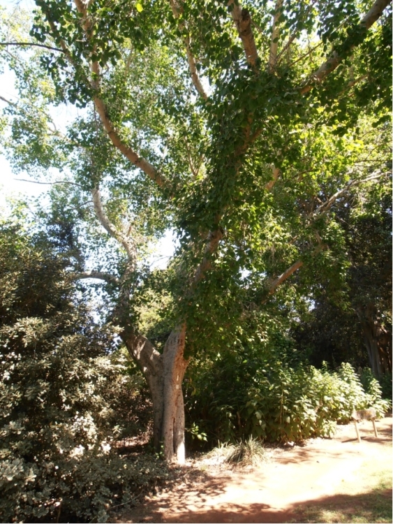 פיקוס קדוש * Ficus religiosa || חוות הנוי-גן בוטני
