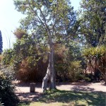 פיקוס בנגלי * Ficus benghalensis