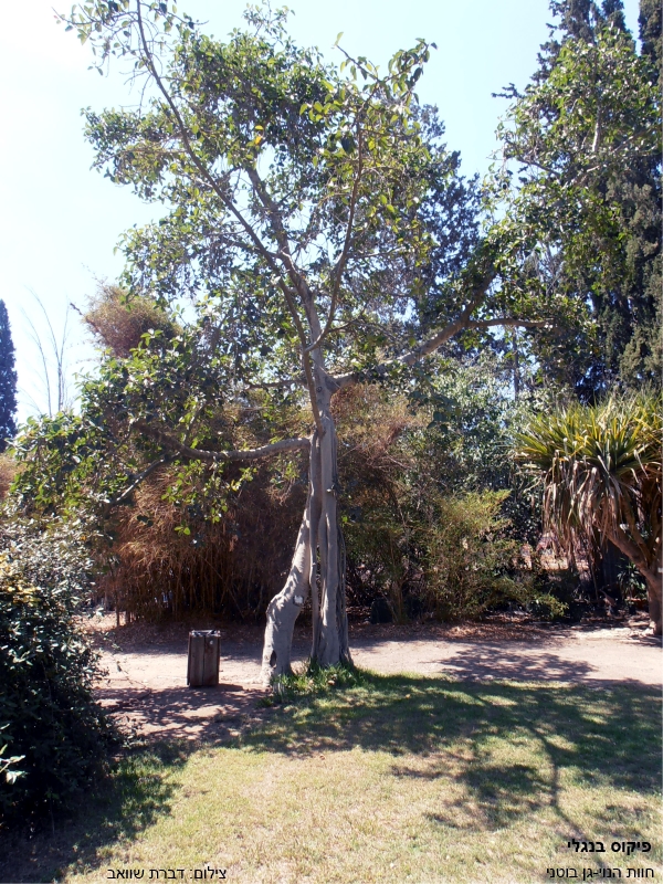 פיקוס בנגלי * Ficus benghalensis || חוות הנוי-גן בוטני