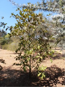 מגנוליה גדולת-פרחים * Magnolia grandiflora