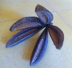 כנף-זרע אדרי * Pterospermum acerifolium