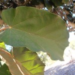 כנף-זרע אדרי * Pterospermum acerifolium