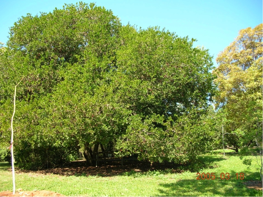 שוטיה רחבת-עלים * Schotia latifolia (חוות הנוי-גן בוטני)*(צילום:דברת שוואב)