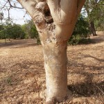 פיקוס השקמה * Ficus sycomorus