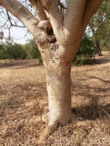 פיקוס השקמה * Ficus sycomorus