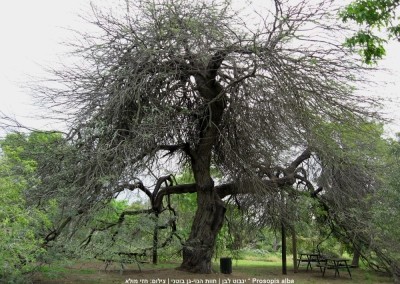 ינבוט לבן * Prosopis alba
