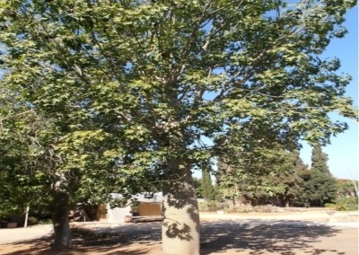 ברכיכיטון אוסטרלי * Brachychiton australis