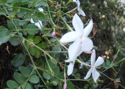 יסמין רפואי * Jasminum officinale