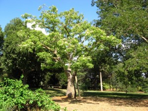 כוריזיה בקבוקית * Chorisia insignis