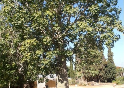ברכיכיטון אוסטרלי * Brachychiton australis