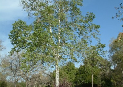 דולב קליפורני * Platanus racemosa