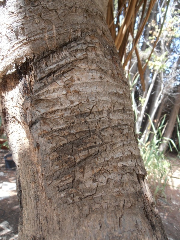 pandanus_utilis-T | חוות הנוי-גן בוטני