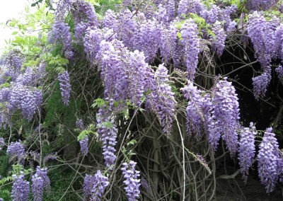 ויסטריה סינית * Wisteria sinensis